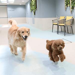 INUMO芝公園の屋内ドッグランで遊ぶ犬
